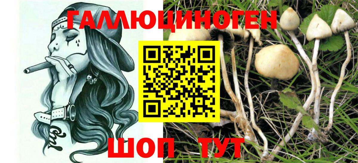 Курчалой  Галлюциногенные грибы Psilocybine cubensis  Вход с VPN 